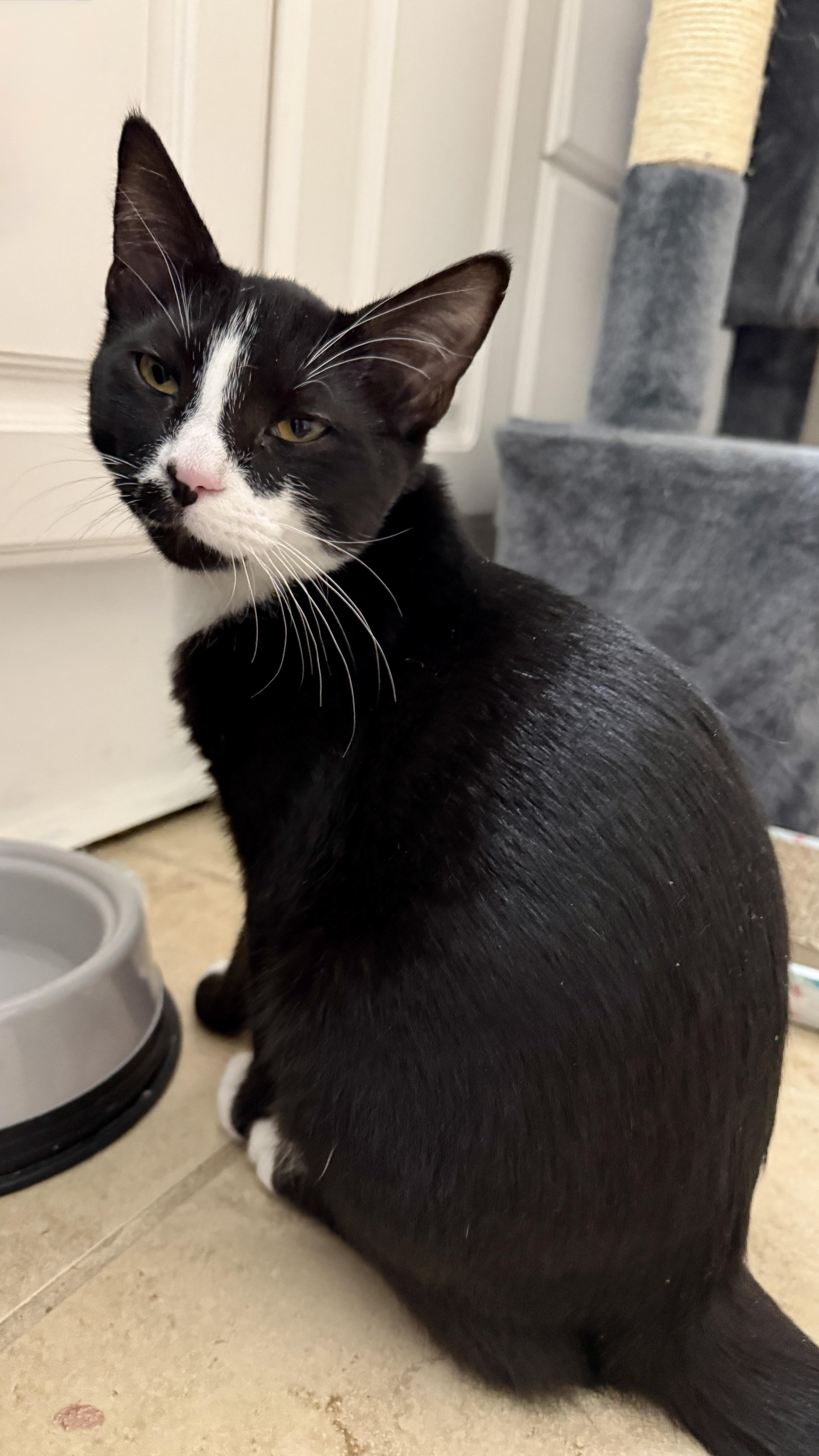 Kenickie, ADOPTABLE, Young Male Tuxedo.