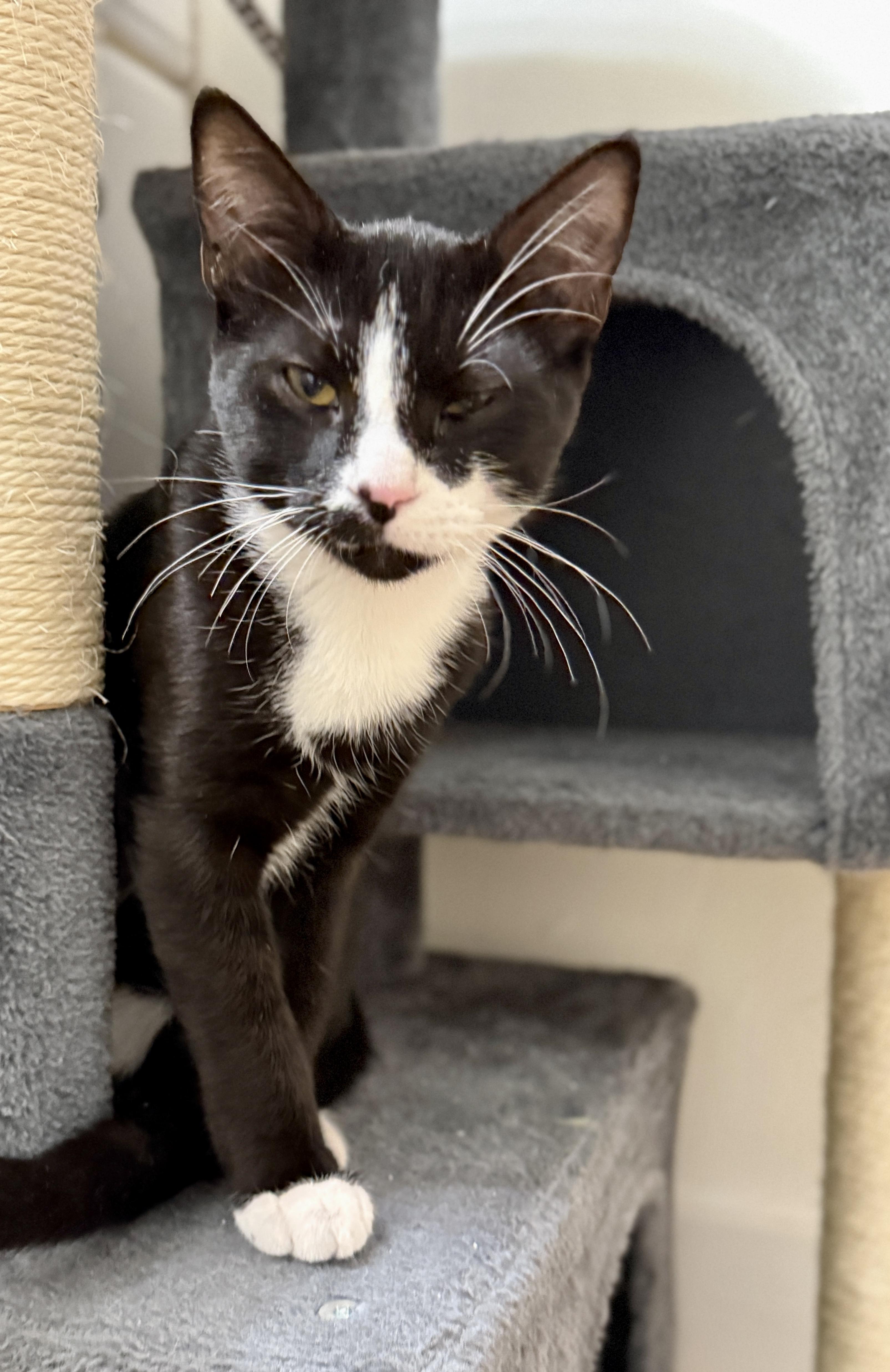 Enlarge Kenickie, a ADOPTABLE Tuxedo in Waxhaw, NC image 5/6
