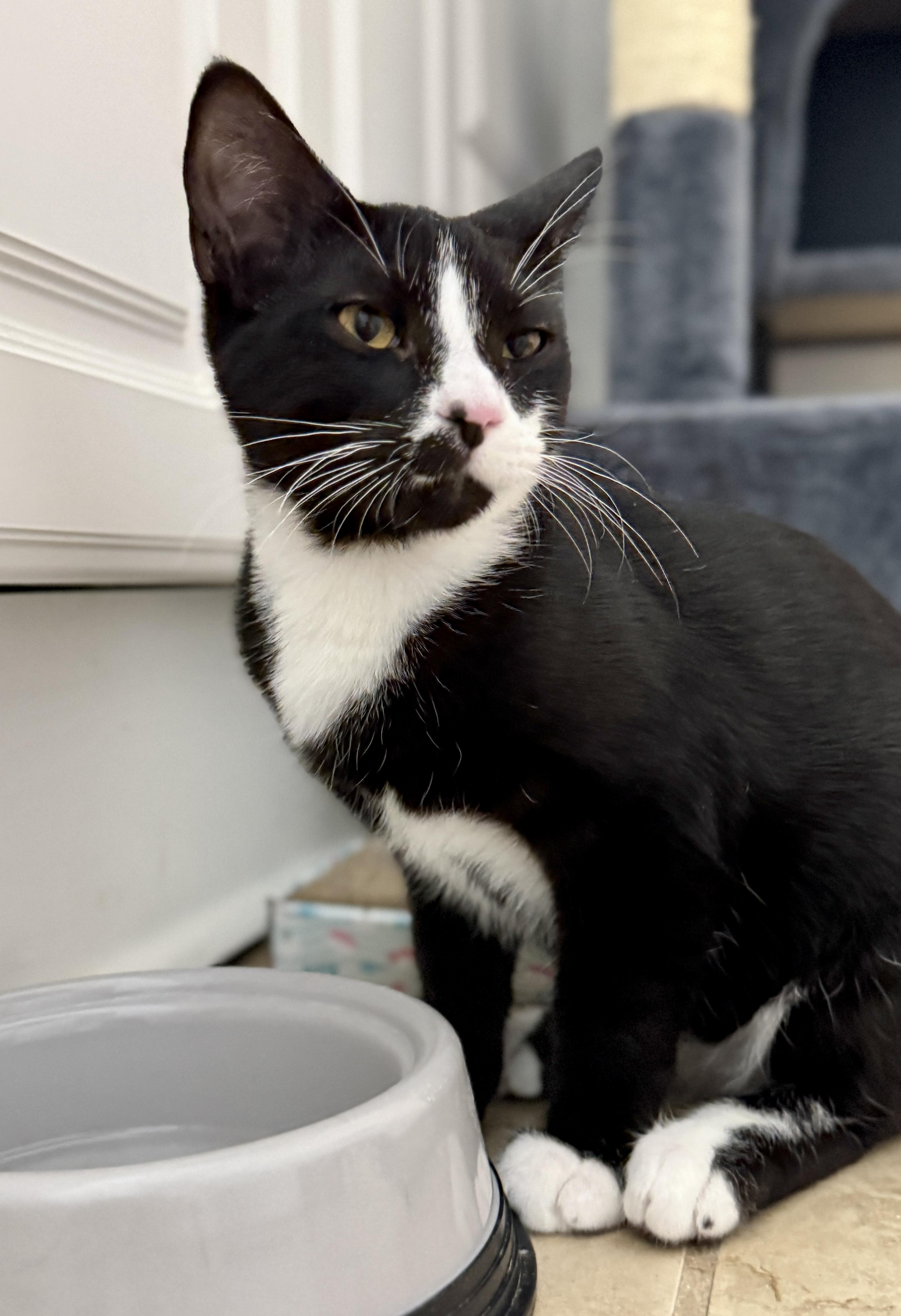 Enlarge Kenickie, a ADOPTABLE Tuxedo in Waxhaw, NC image 6/6