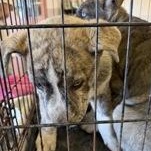 Enlarge Royce 60623358, a ADOPTABLE Siberian Husky in Harvey , LA image 1/1