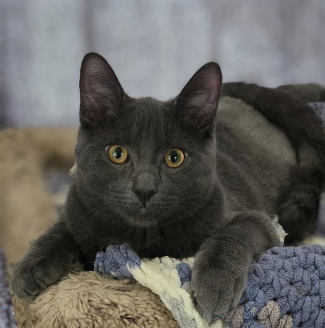 BLUE, Adoptable, Young Male Domestic Short Hair.