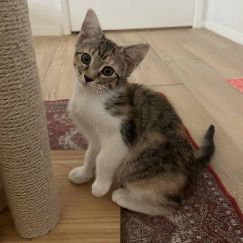 Toph, a Adoptable Domestic Short Hair in Phoenix, AZ image 1/4