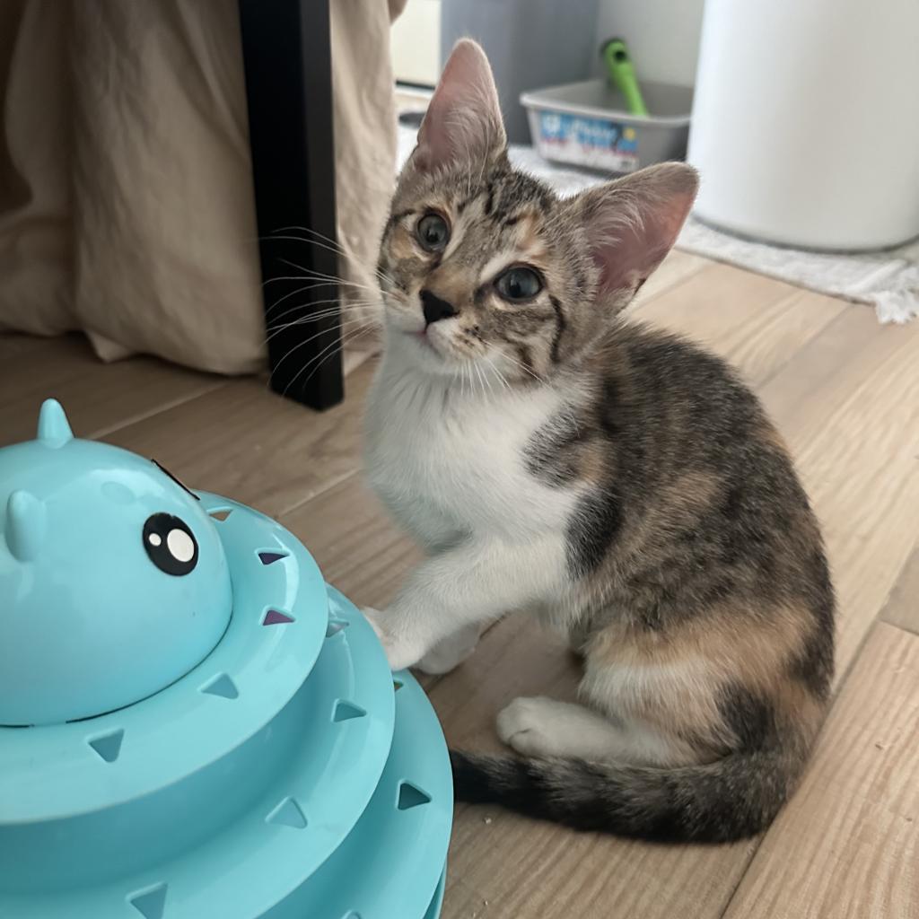 Toph, a Adoptable Domestic Short Hair in Phoenix, AZ image 2/4