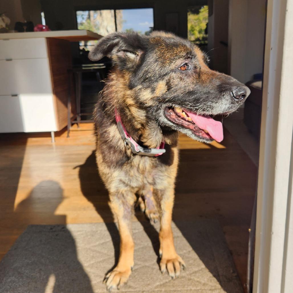 Nora, a Adoptable German Shepherd Dog in Escondido, CA image 1/5