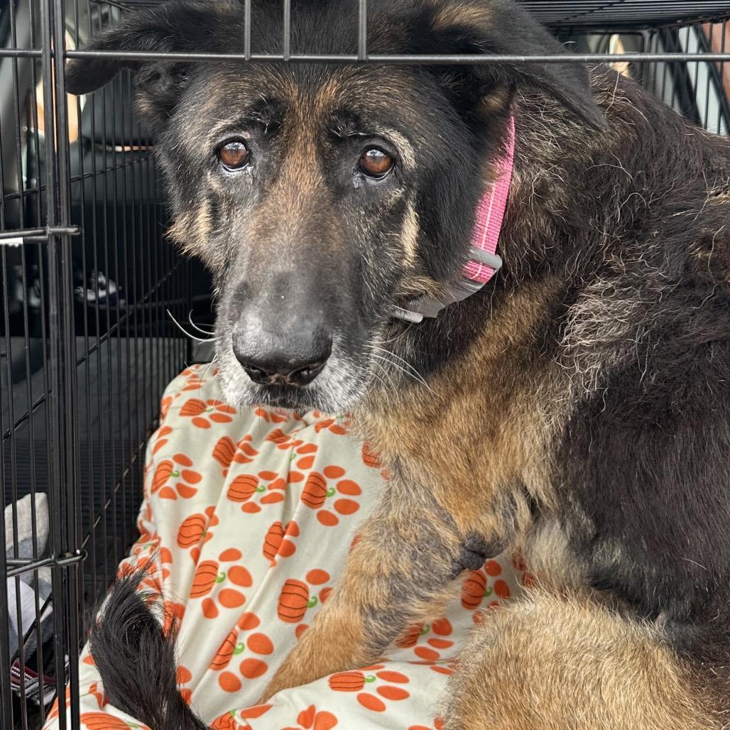Nora, a Adoptable German Shepherd Dog in Escondido, CA image 2/5