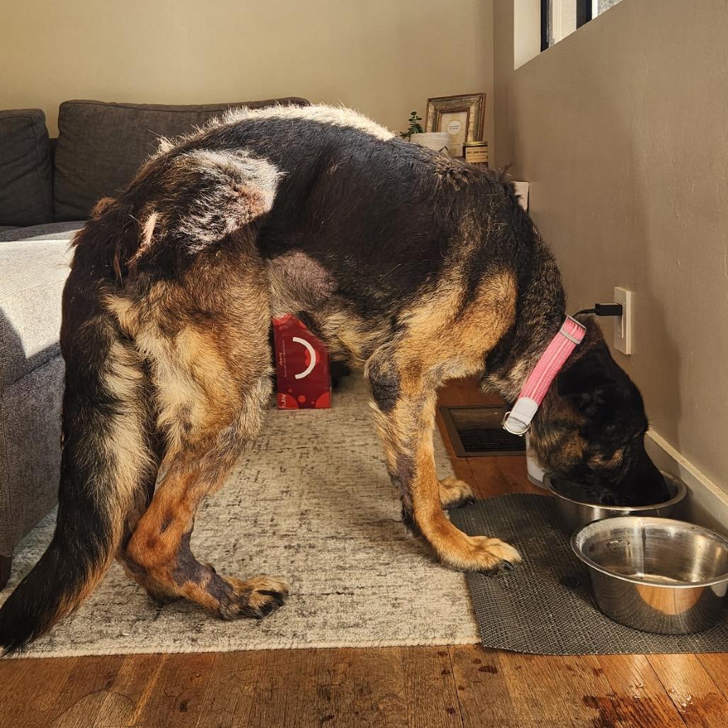 Nora, a Adoptable German Shepherd Dog in Escondido, CA image 3/5