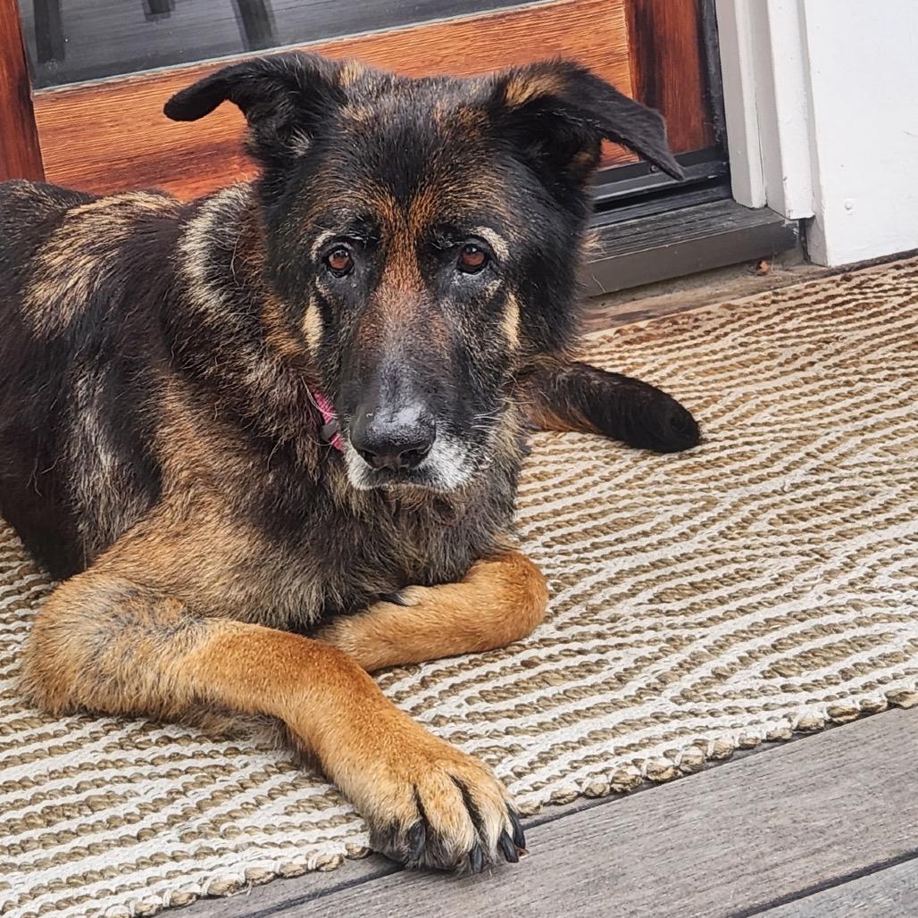 Nora, a Adoptable German Shepherd Dog in Escondido, CA image 4/5