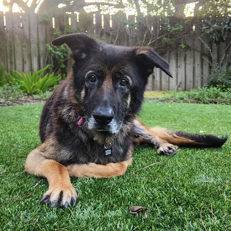 Nora, a Adoptable German Shepherd Dog in Escondido, CA image 5/5