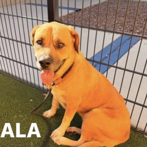Nala, Adoptable, Young Female Golden Retriever & Mixed Breed.