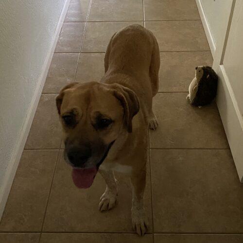 Enlarge Nala, a Adoptable mixed breed in Glendale, AZ image 2/2