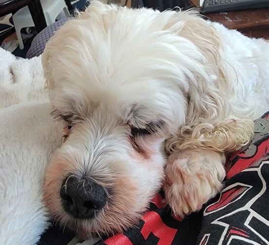 Marnie, an adoptable Cockapoo, Mixed Breed in Palatine, IL, 60067 | Photo Image 2