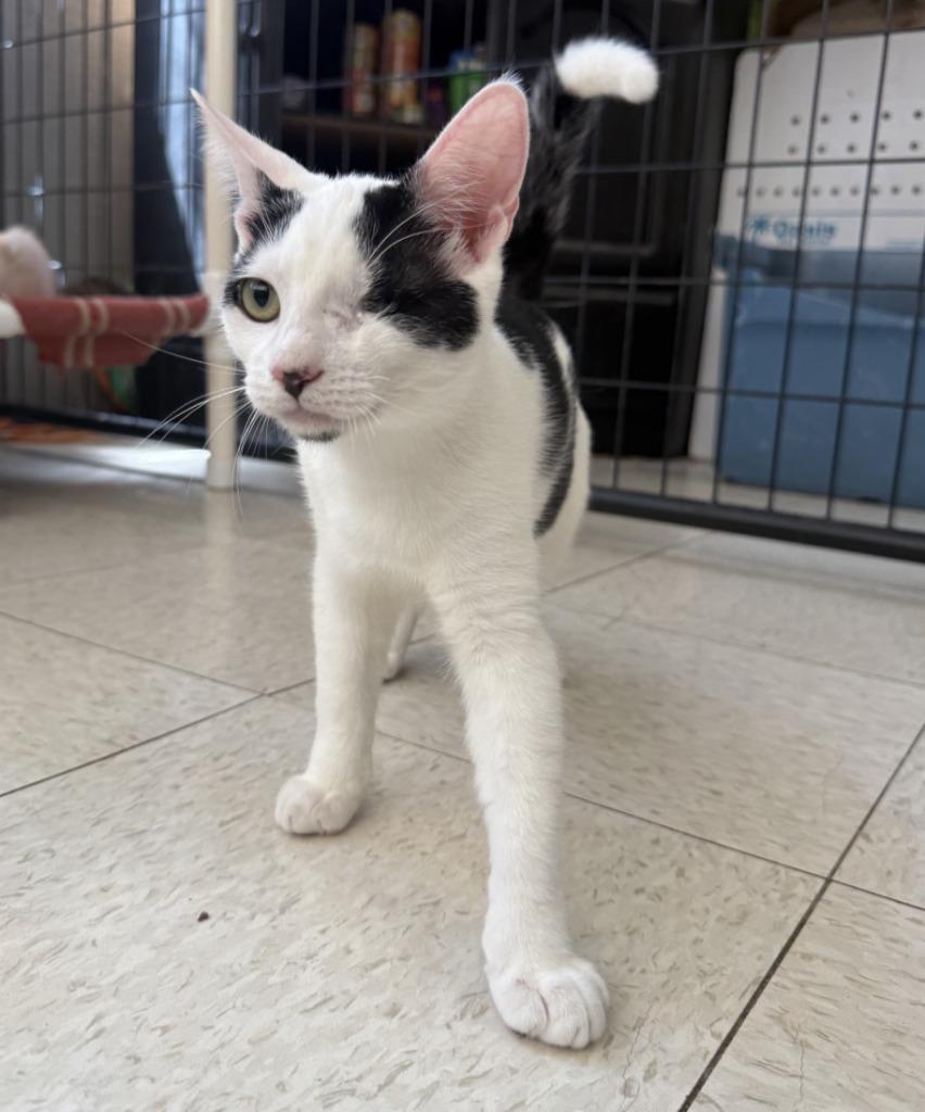 Enlarge Rambo, a Adoptable mixed breed in Lemoore, CA image 1/1