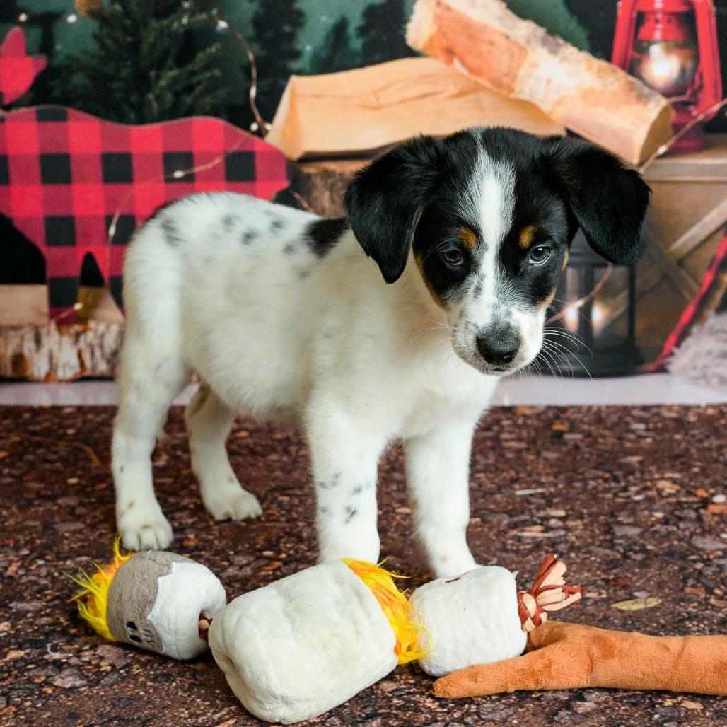 Enlarge 12 (2026) Ranger, a Adoptable Cattle Dog in Parker, CO image 1/6