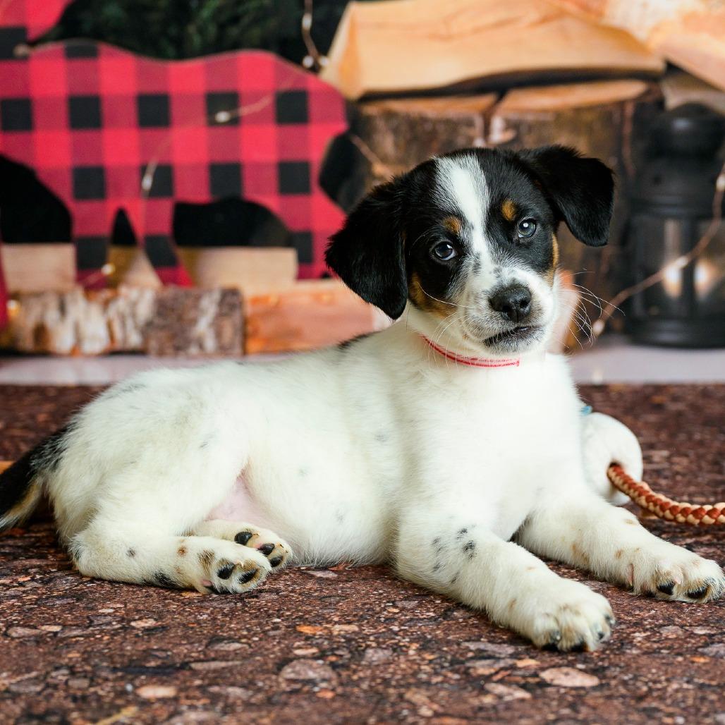 Enlarge 12 (2026) Ranger, a Adoptable Cattle Dog in Parker, CO image 2/6