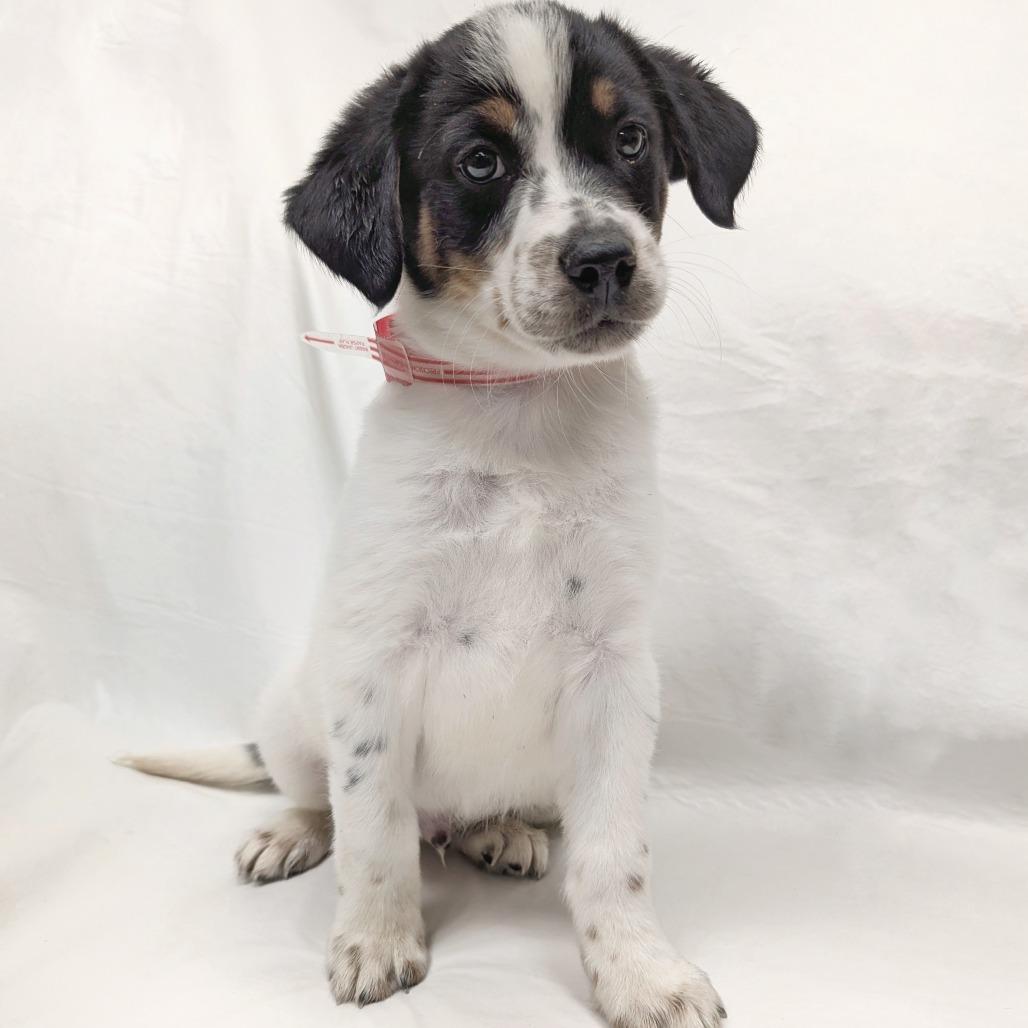Enlarge 12 (2026), a Adoptable Cattle Dog in Parker, CO image 1/2