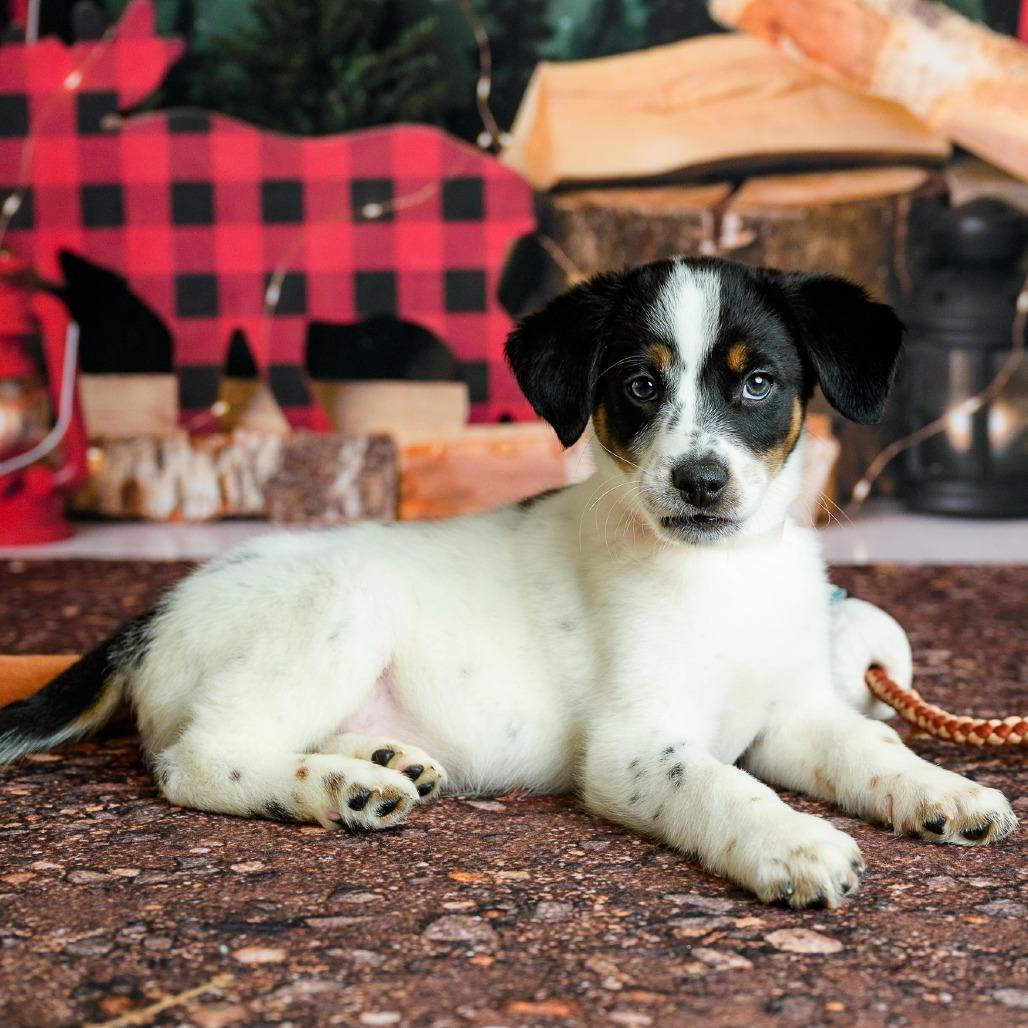 Enlarge 12 (2026) Ranger, a Adoptable Cattle Dog in Parker, CO image 4/6