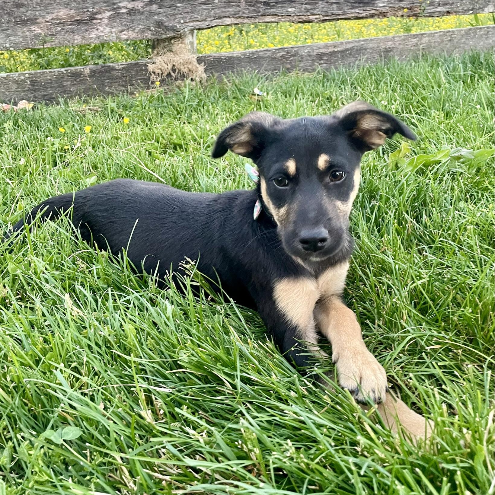 Enlarge Magnolia, an adopted mixed breed in Lexington, KY image 1/4