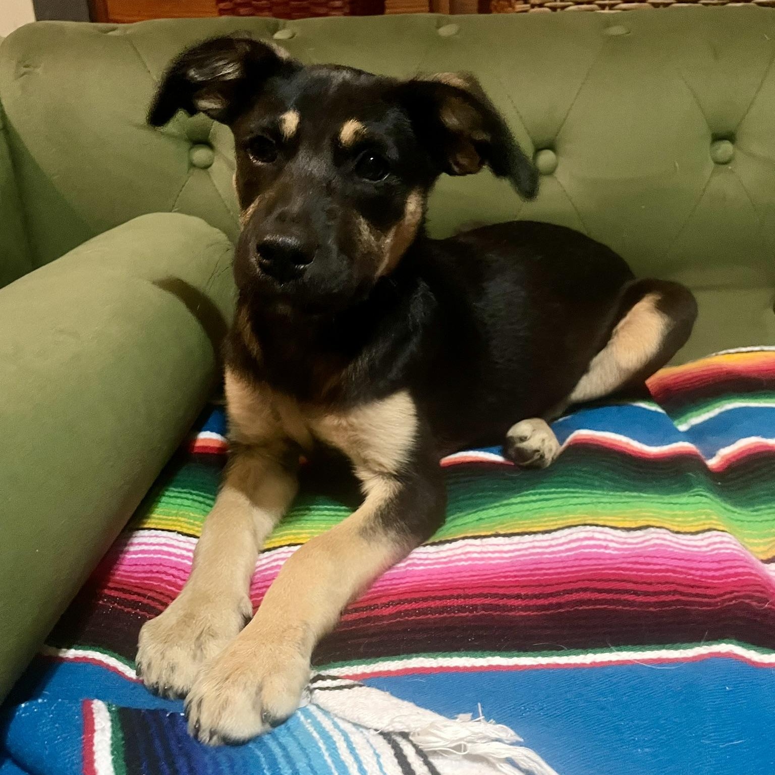 Enlarge Magnolia, an adopted mixed breed in Lexington, KY image 2/4