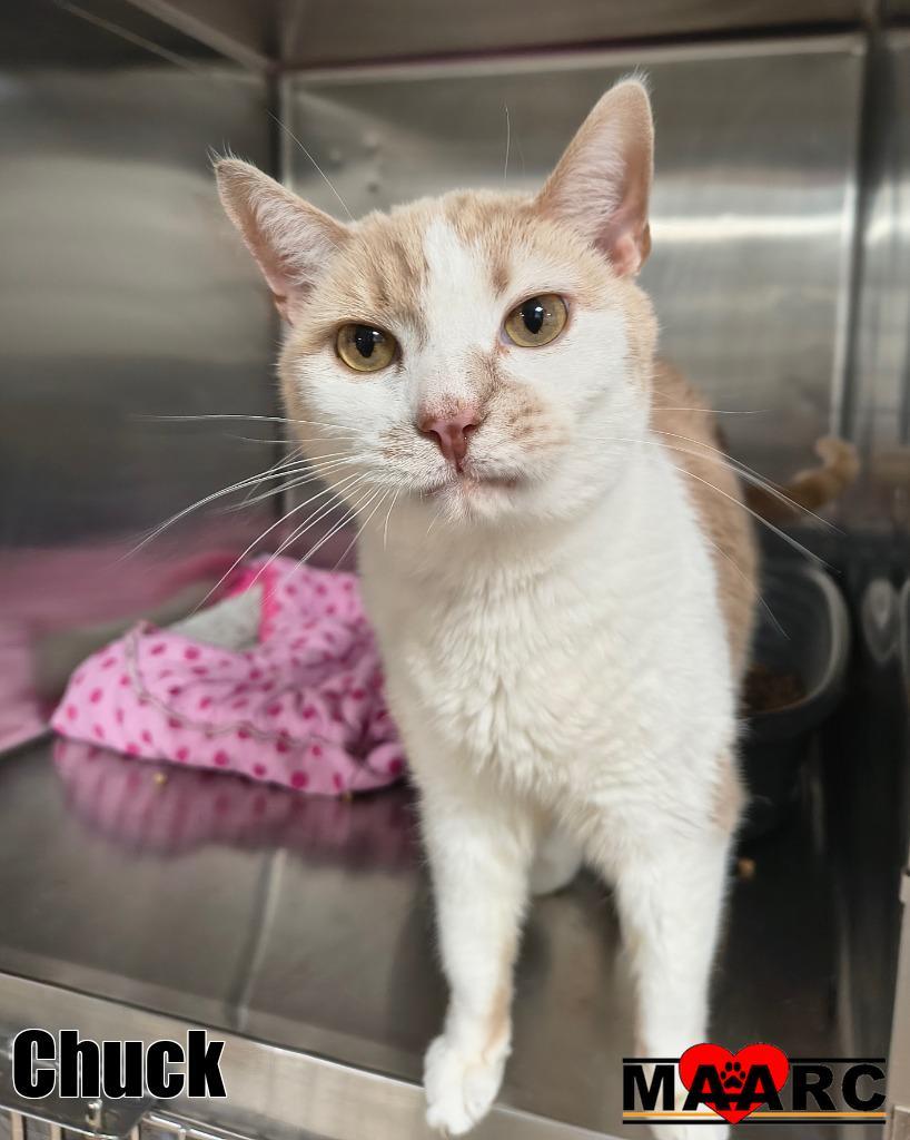 Chuck, Adoptable, Adult Male Domestic Short Hair.