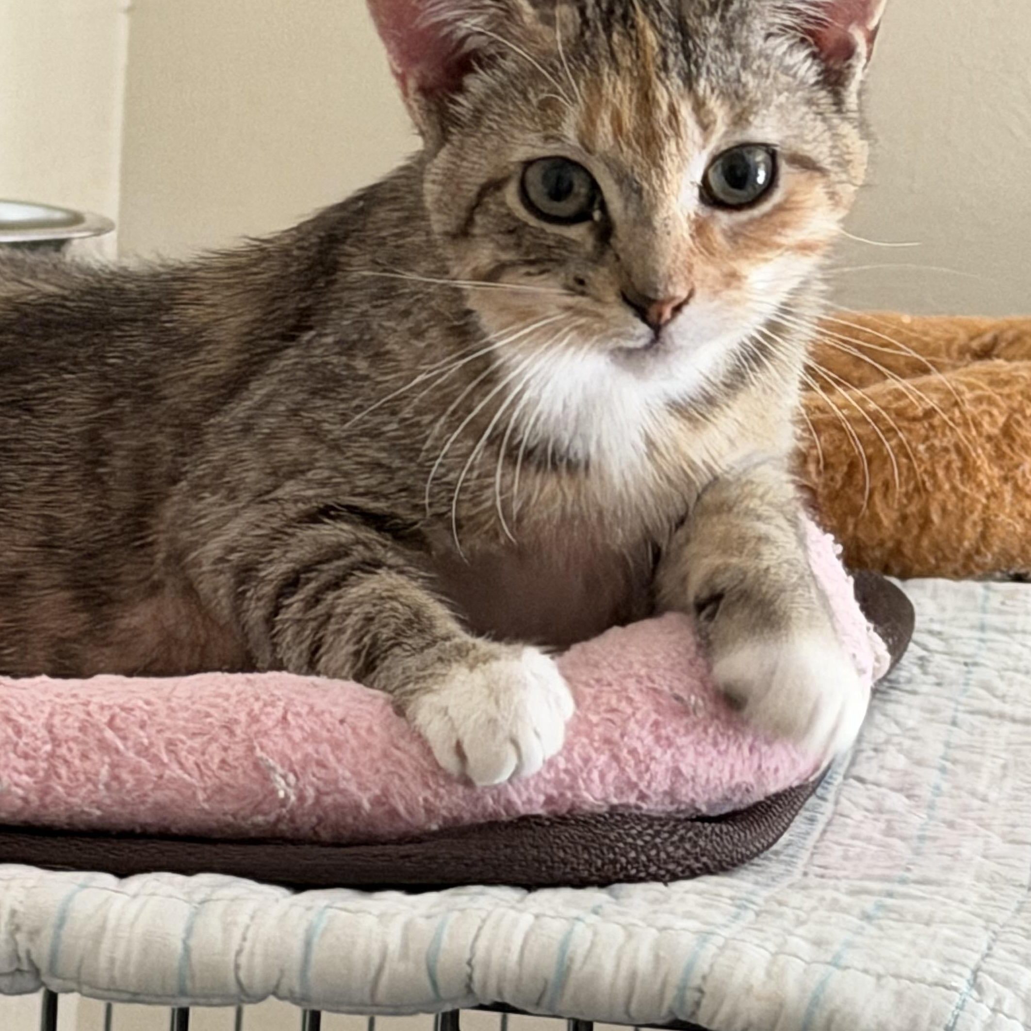 Enlarge Ritz, a ADOPTABLE Domestic Short Hair in Mesquite, TX image 2/5