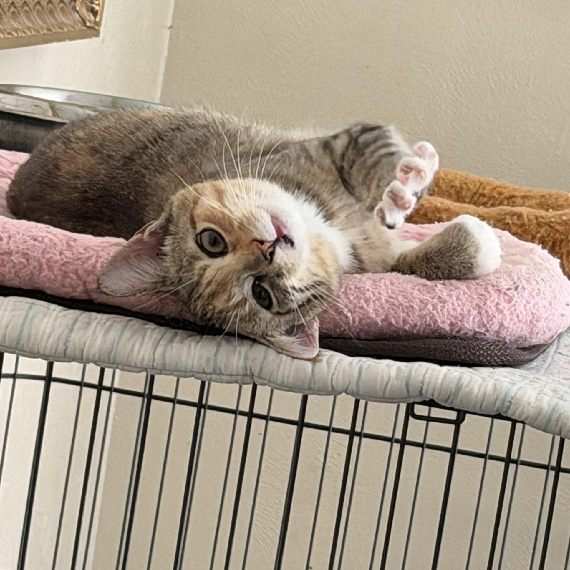 Enlarge Ritz, a ADOPTABLE Domestic Short Hair in Mesquite, TX image 5/5