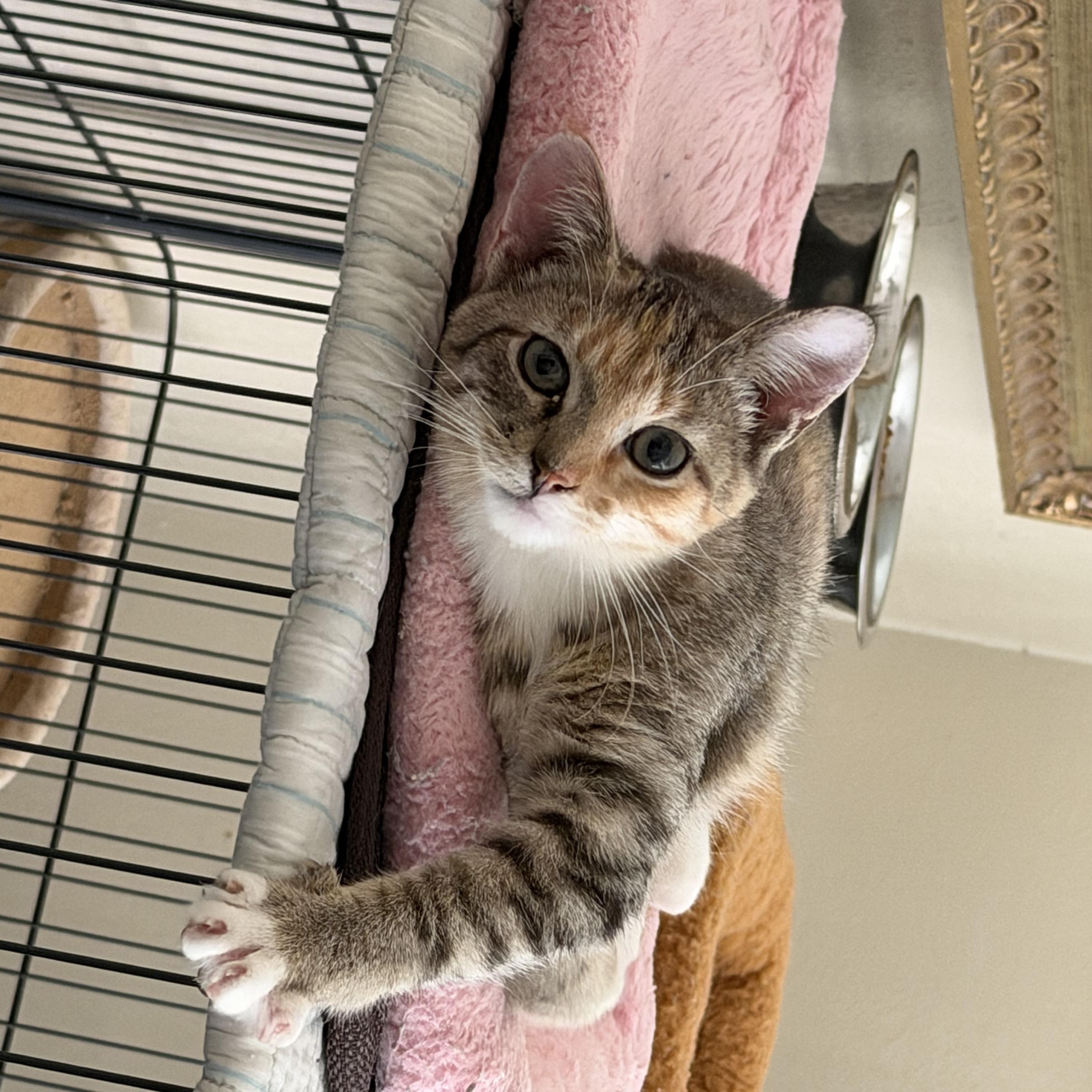 Enlarge Ritz, a ADOPTABLE Domestic Short Hair in Mesquite, TX image 4/5