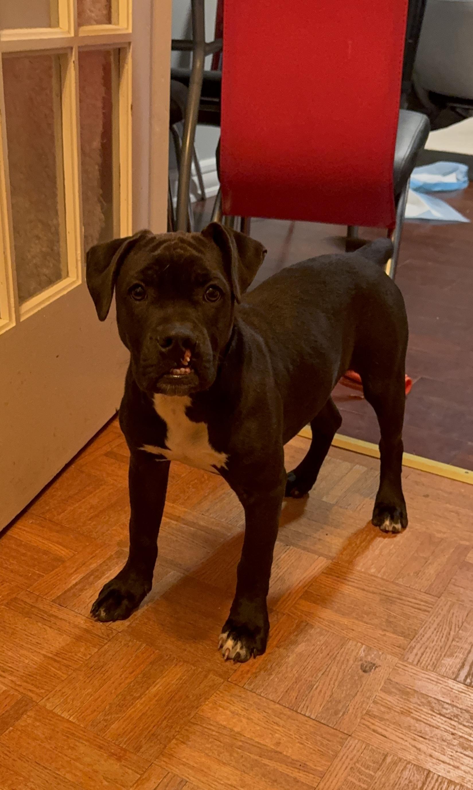 Vi, Adoptable, Puppy Female Cane Corso.