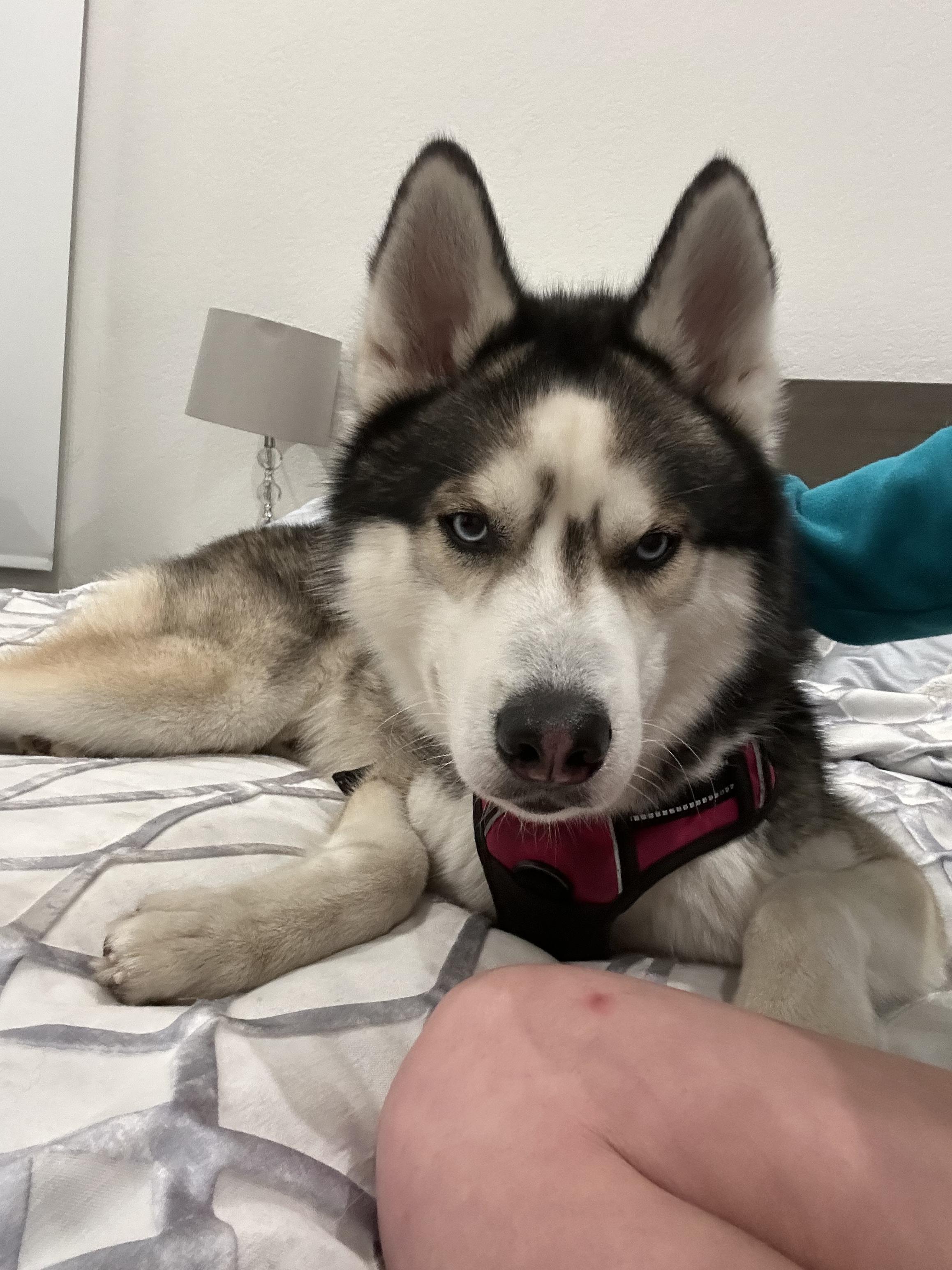 Loki, a Adopted Siberian Husky in North Miami, FL image 1/6