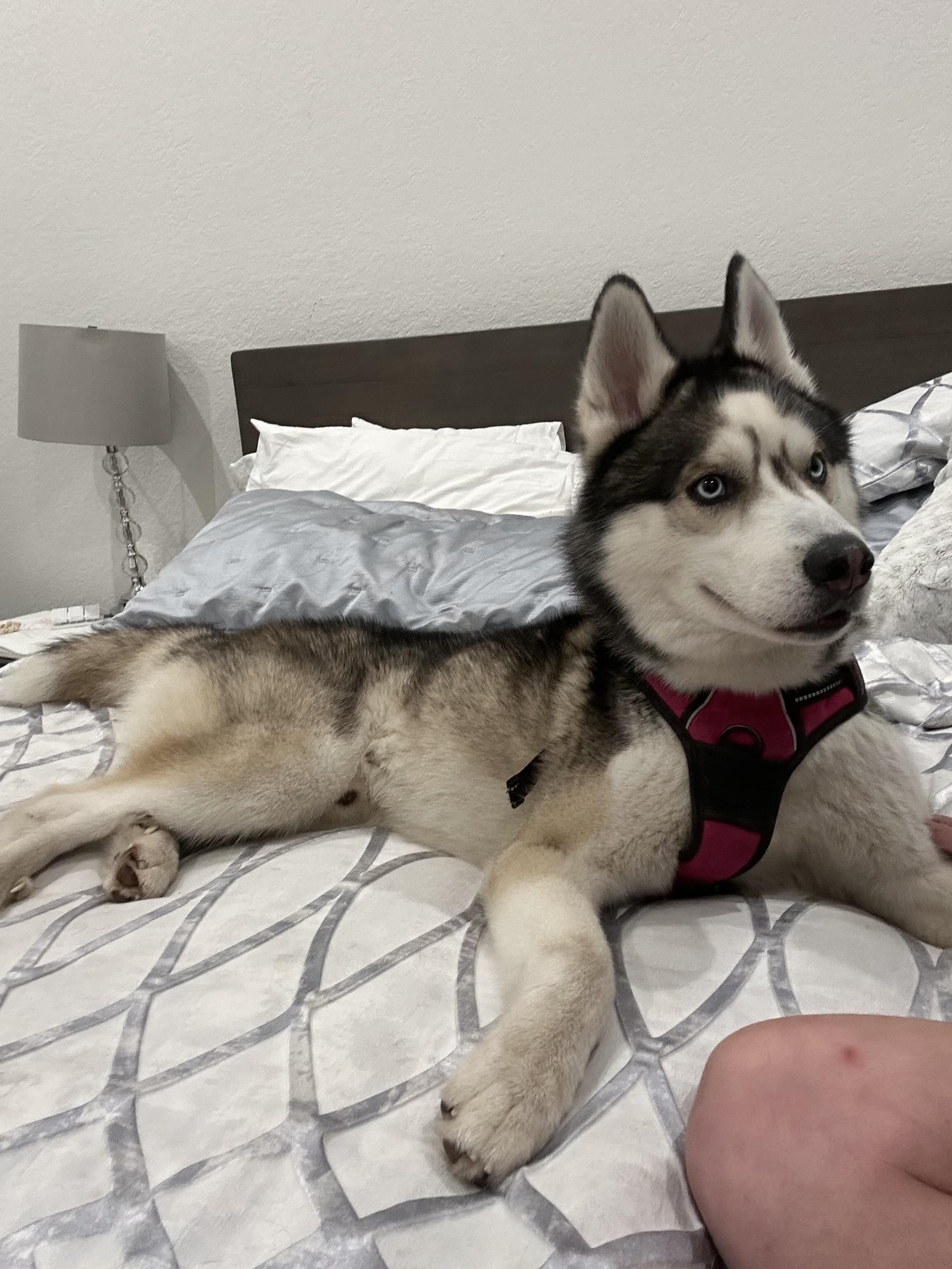 Loki, a Adopted Siberian Husky in North Miami, FL image 2/6