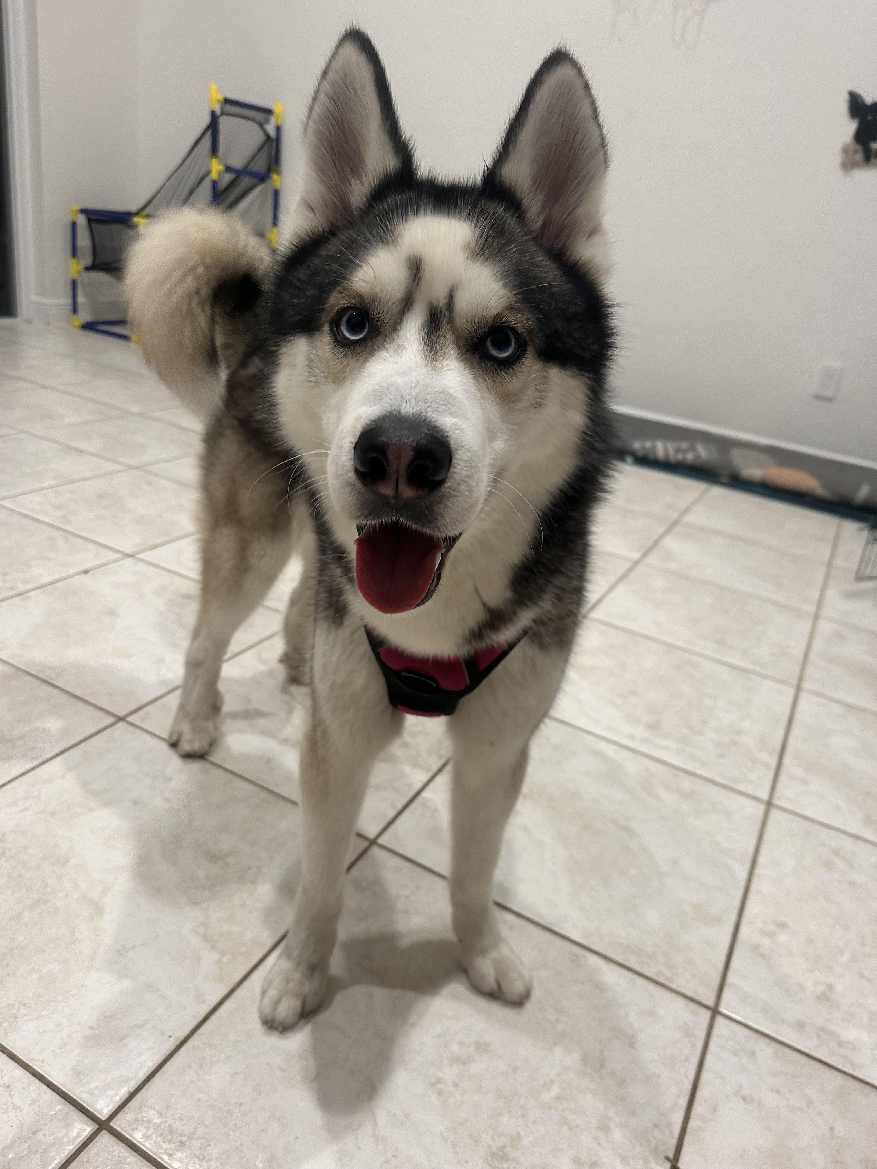 Loki, a Adopted Siberian Husky in North Miami, FL image 3/6