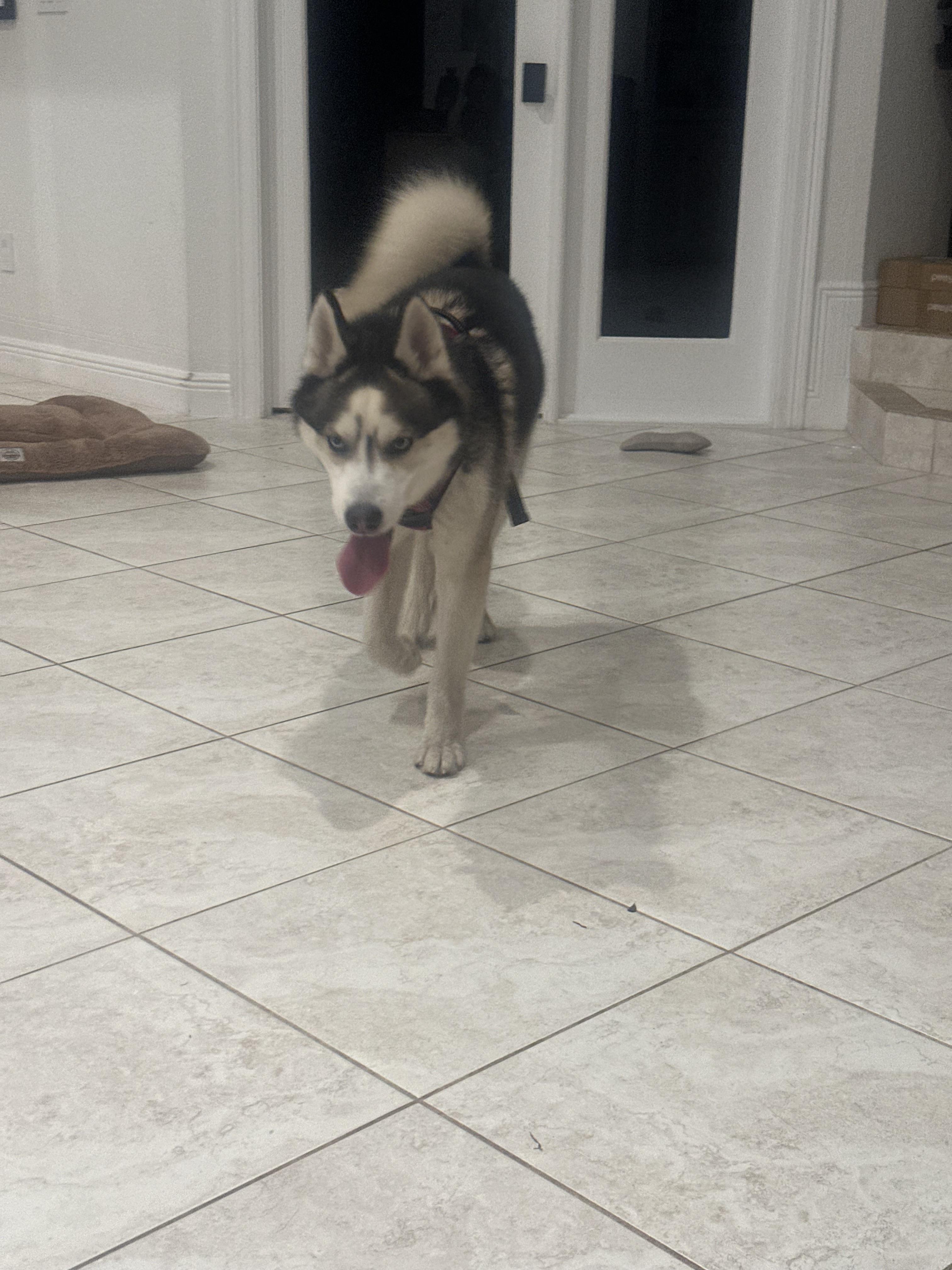 Loki, a Adopted Siberian Husky in North Miami, FL image 4/6