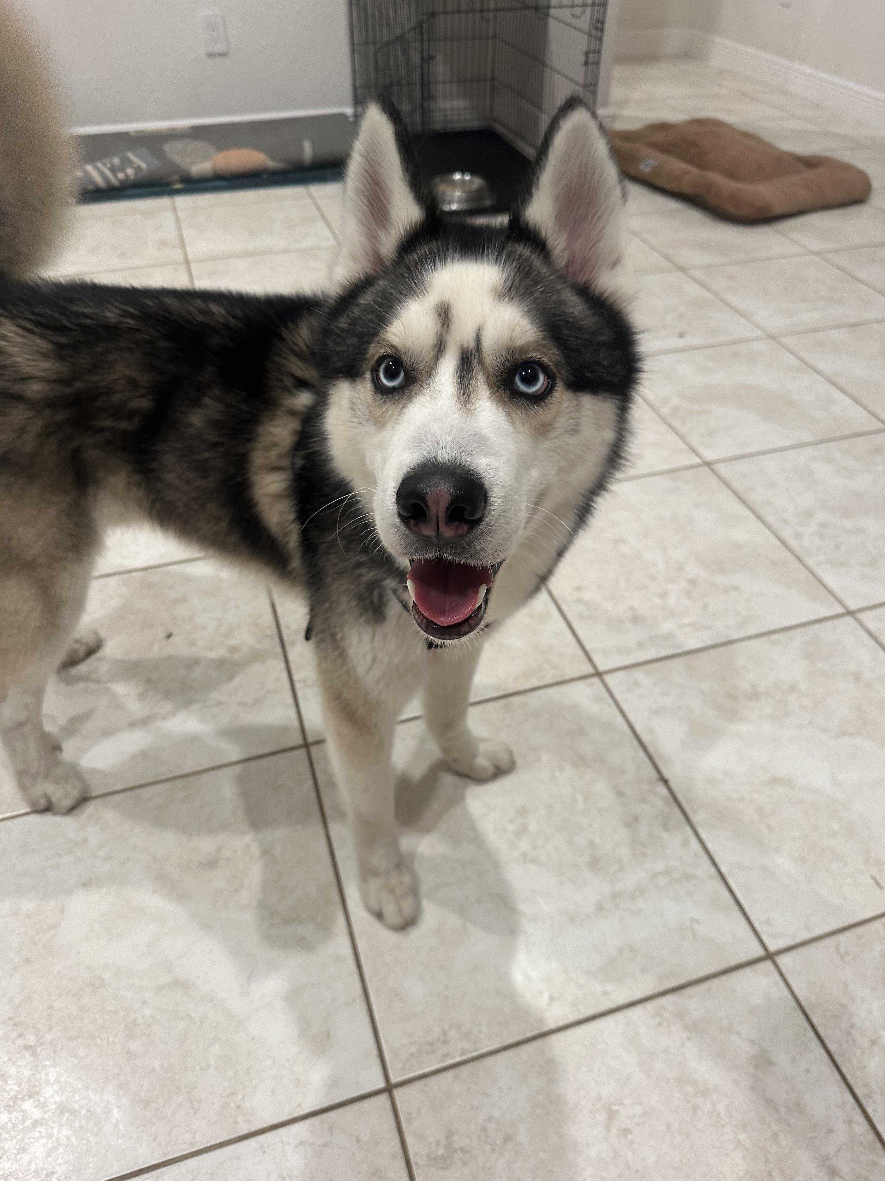 Loki, a Adopted Siberian Husky in North Miami, FL image 6/6