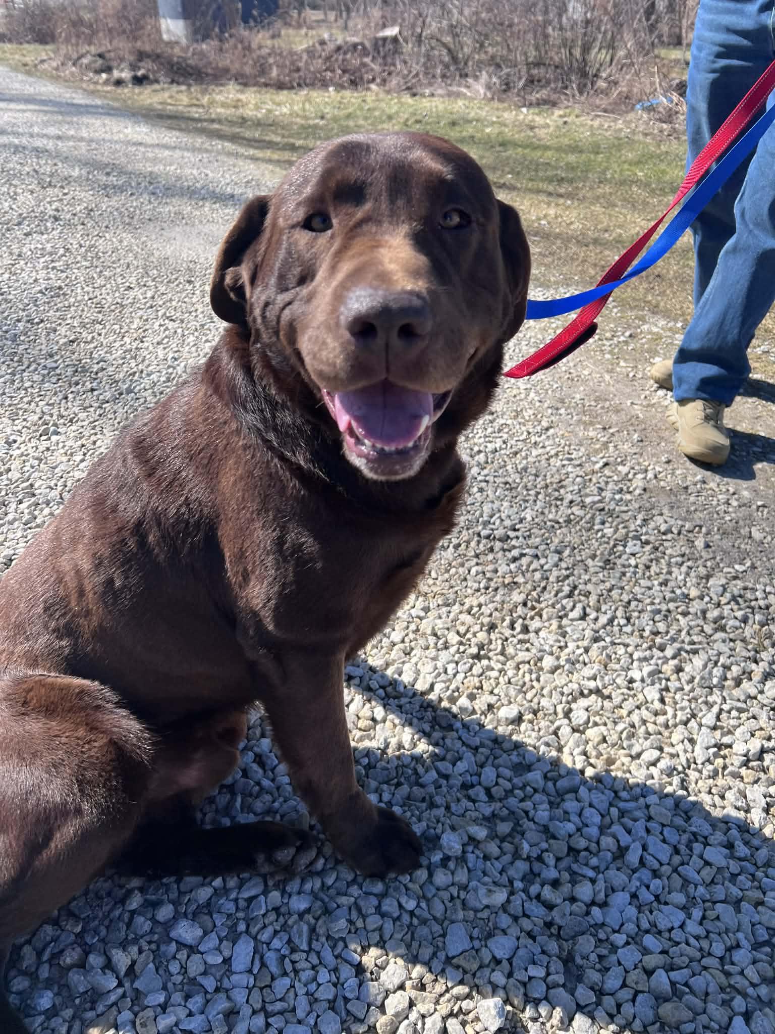 Haus-Not Accepting Applications Yet!, ADOPTABLE, Young Male Chocolate Labrador Retriever.