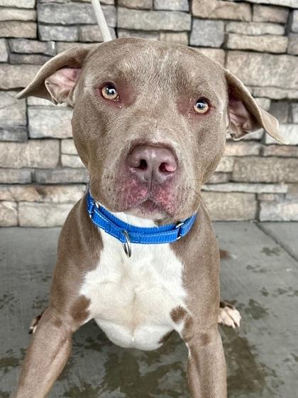 Lincoln, a Adoptable mixed breed in Yakima, WA image 1/3