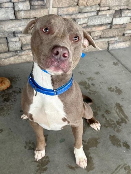 Lincoln, a Adoptable mixed breed in Yakima, WA image 2/3