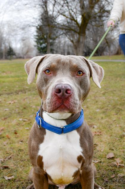 Lincoln, Adoptable, Adult Male Pit Bull Terrier & Fox Terrier.