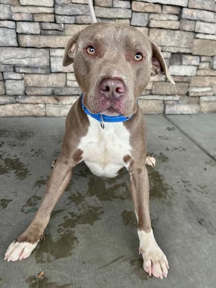 Lincoln, a Adoptable mixed breed in Yakima, WA image 3/3