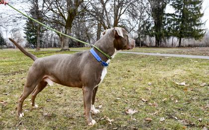 Enlarge Lincoln, a Adoptable mixed breed in Yakima, WA image 2/3