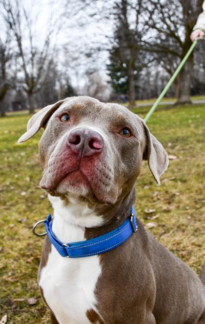 Enlarge Lincoln, a Adoptable mixed breed in Yakima, WA image 3/3
