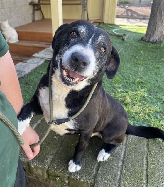 Enlarge Lloyd, a ADOPTABLE mixed breed in Phoenix, OR image 5/6