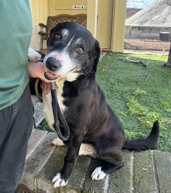 Enlarge Lloyd, a ADOPTABLE mixed breed in Phoenix, OR image 4/6