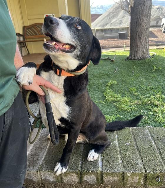 Enlarge Lloyd, a ADOPTABLE mixed breed in Phoenix, OR image 3/6