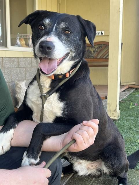 Enlarge Lloyd, a ADOPTABLE mixed breed in Phoenix, OR image 6/6
