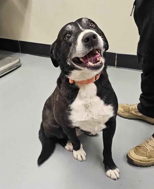 Enlarge Lloyd, a ADOPTABLE mixed breed in Phoenix, OR image 2/6