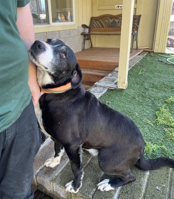 Lloyd, ADOPTABLE, Adult Male Labrador Retriever.