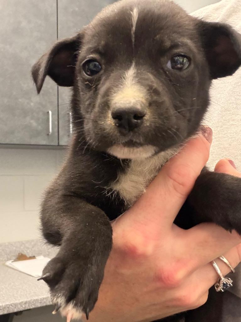 Regina  Pup 4, Adoptable, Puppy Female Mixed Breed.