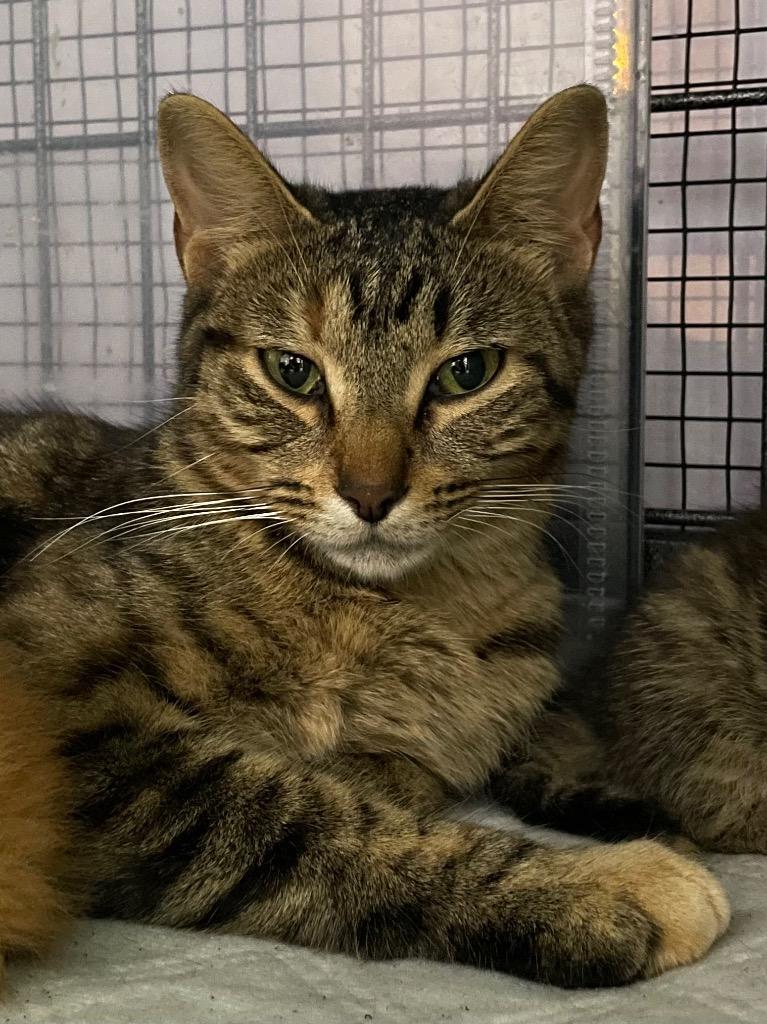TABITHA, Adoptable, Young Female Domestic Short Hair.