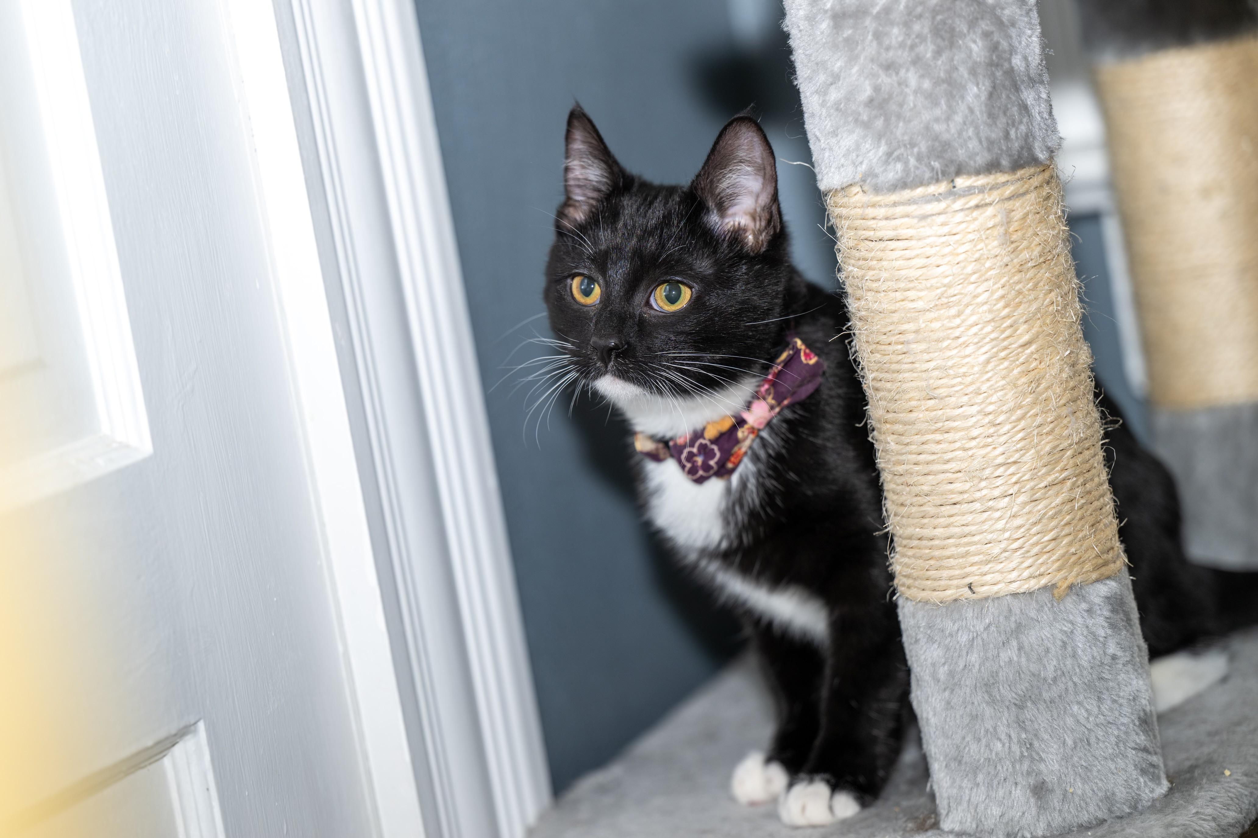 Enlarge Pattycake, a Adoptable Domestic Short Hair in Butler, PA image 2/3