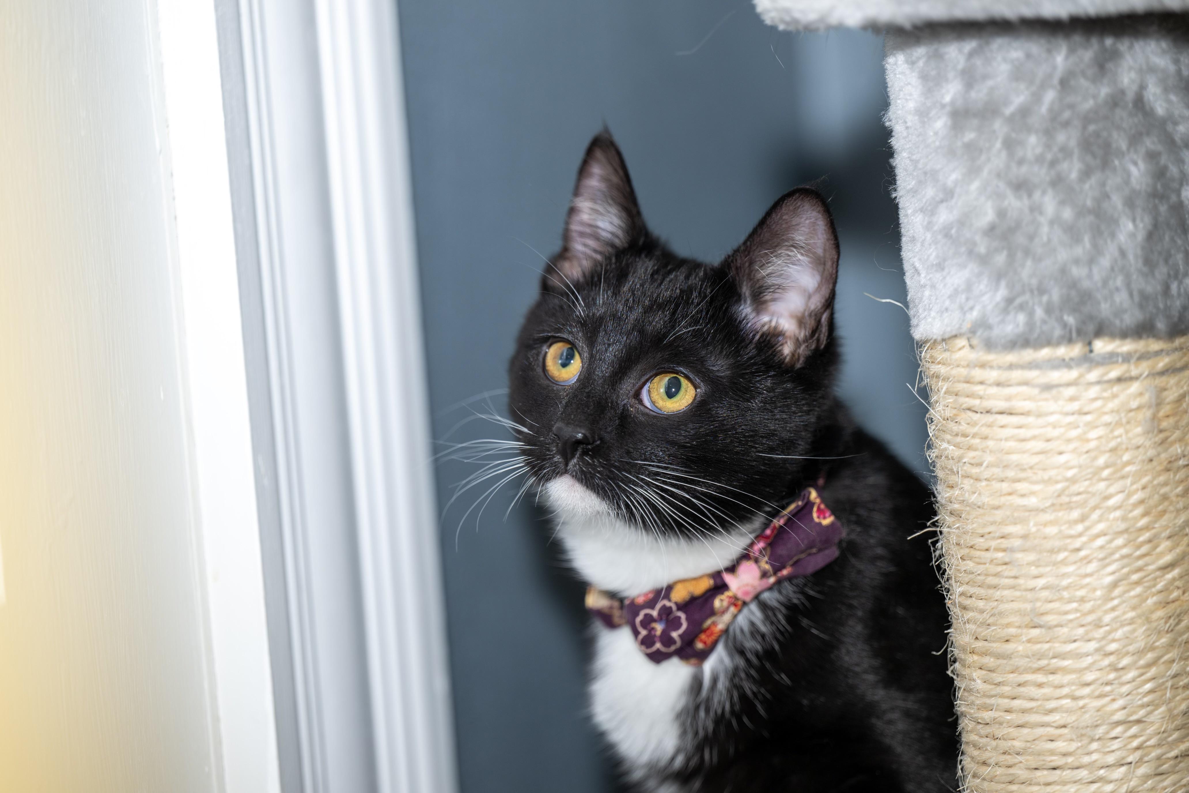 Enlarge Pattycake, a Adoptable Domestic Short Hair in Butler, PA image 3/3