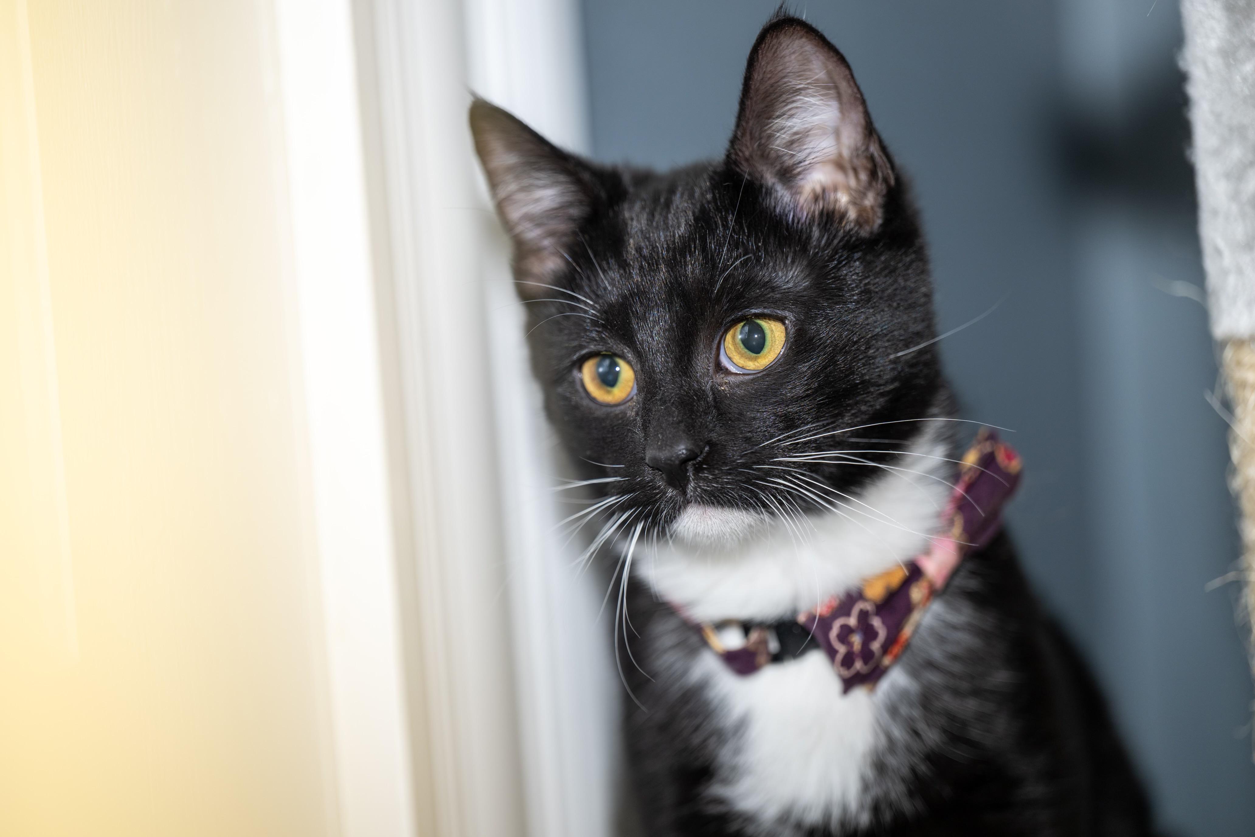 Enlarge Pattycake, a Adoptable Domestic Short Hair in Butler, PA image 1/3